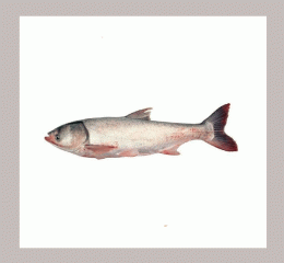 Briket Fish