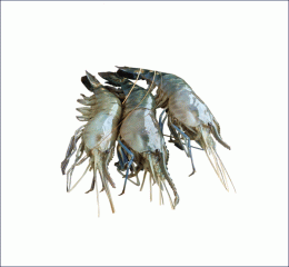 Golda Chingri ( Lobster )