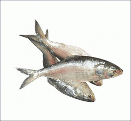 Hilsha fish (ইলিশ)