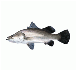 Koral fish