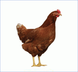 Layer Chicken - 15