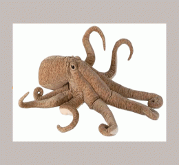 Octopus