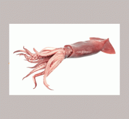 Squid
